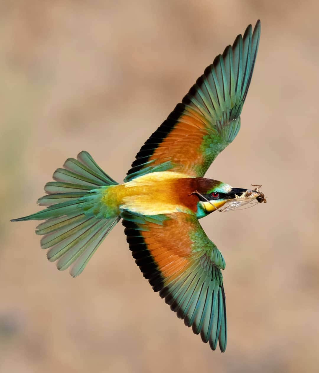 wonderful natureさんのインスタグラム写真 - (wonderful natureInstagram)「Follow @birdsofoldkyrenian for more awesome birds photos Bee Eater / Arıkuşu」6月9日 2時23分 - awesome.earth