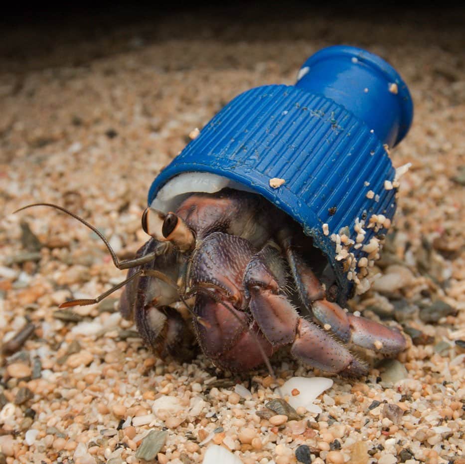 ステラ・マッカートニーさんのインスタグラム写真 - (ステラ・マッカートニーInstagram)「In honour of #WorldOceansDay, we are urging everyone to say no to single-use plastics. ⁣ ⁣ Every day, approximately 8 million pieces of plastic find their way into our oceans—so much that hermit crabs are forced to use plastic waste as their home. ⁣ ⁣ Don't make our sea life live in plastic.」6月9日 2時19分 - stellamccartney