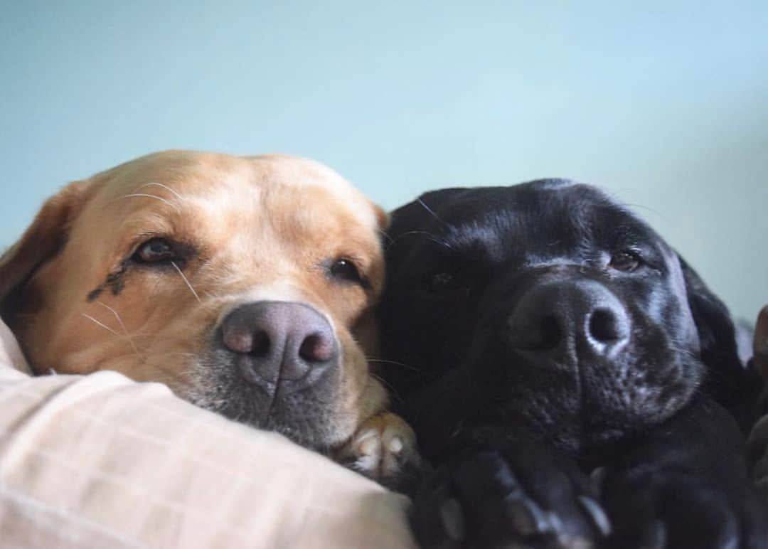 Jake And Gingerさんのインスタグラム写真 - (Jake And GingerInstagram)「Sleepy pups #worldoflabs #fab_labs_ #talesofalab #labs_of_insta #weeklyfluff #dogsofinstagram」6月9日 2時21分 - jake_n_ginger