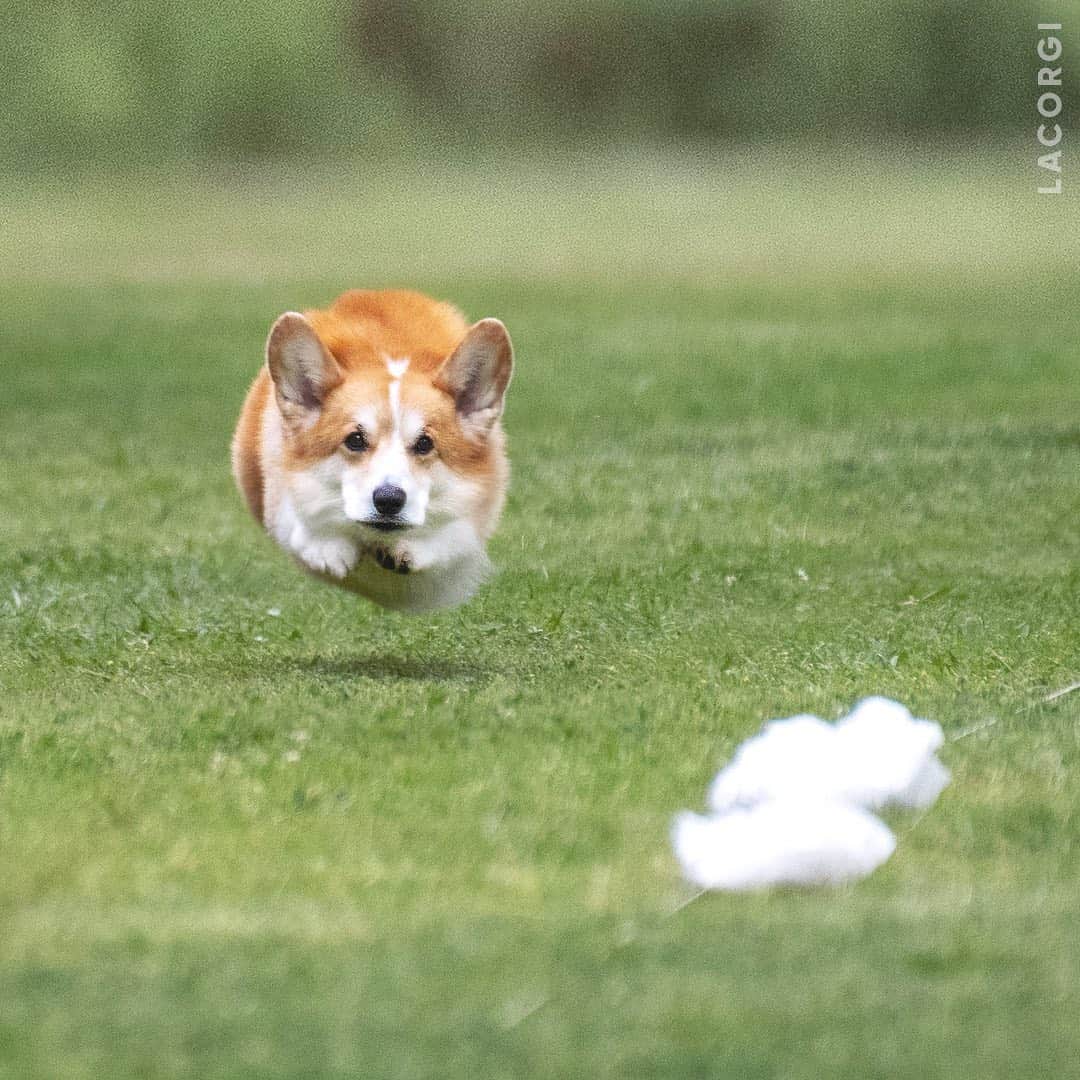 Geordi La Corgiさんのインスタグラム写真 - (Geordi La CorgiInstagram)「THE FLYING POTATO! 🥔⁣⁣ ⁣⁣ We had a great time at the AKC lure coursing event with our corgi friends. Have you tried it with your dog yet?」6月9日 2時32分 - lacorgi