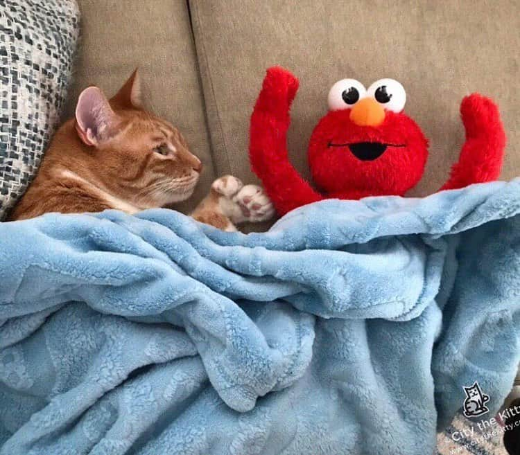 City the Kittyさんのインスタグラム写真 - (City the KittyInstagram)「He never wants to sleep!  #pawsneedclaws #elmo」6月9日 2時34分 - citythekitty