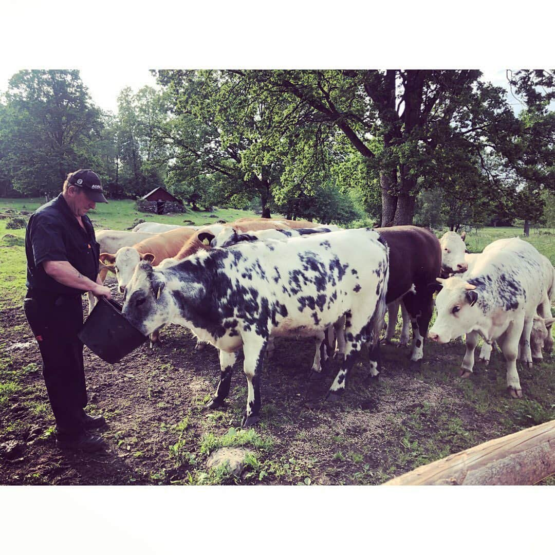 森井ユカさんのインスタグラム写真 - (森井ユカInstagram)「‪スウェーデンのエルムフルトで開催された、IKEAの新作発表會『Democratic Design Days2019』略してDDD、1日目の夜はパーティ！‬ ‪……とびきりのスウェーデンスタイル、とだけ聞かされてバスで郊外へ。大自然の中に会場はありました。なかなか沈まぬ太陽の下で花冠作り、そして夏の風物詩・ザリガニを！ 暦の上ではちょっと早い、伝統的な夏至祭の演出でした。堅苦しい挨拶はいっさい抜きの楽しく温かなひととき、IKEAらしさに溢れています。 ‬#IKEADDD2019 #IKEAtoday #IKEA #ザリガニパーティー #democraticdesigndays #democraticdesigndays2019」6月9日 2時56分 - yukamorii