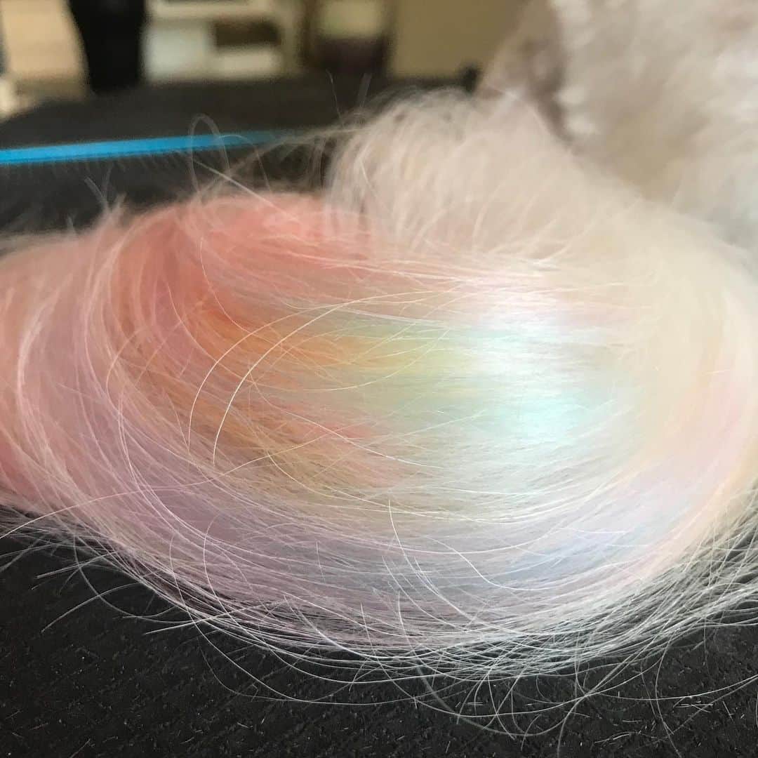 Dogs by Ginaのインスタグラム：「Happy Pride weekend! 🐾」