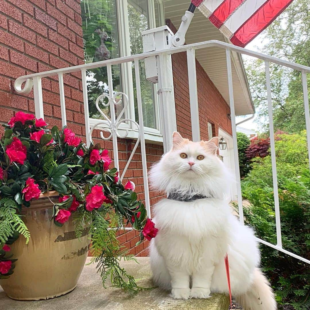 ソフィーさんのインスタグラム写真 - (ソフィーInstagram)「If you’re shopping at the garage sale across the street, you’re getting the Lou stare down.」6月9日 3時42分 - sophielovestuna