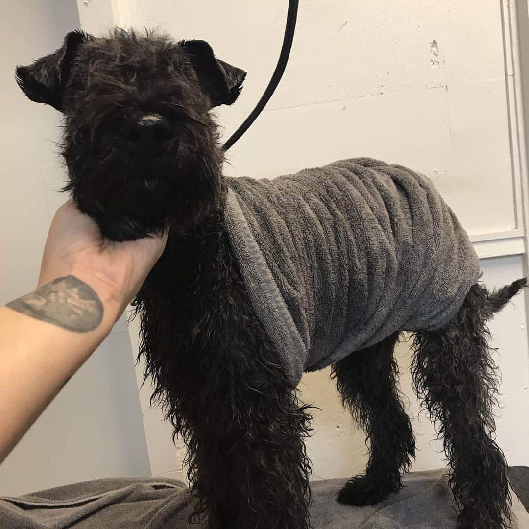 Dogs by Ginaのインスタグラム：「Did you know that when drying the #kerryblueterrier you only blow out the legs. The top coat is left to air dry. #kbt #akc #doggroomer #napavalley #napa #napadog #napawine #napavalleylife #napawinedogs」