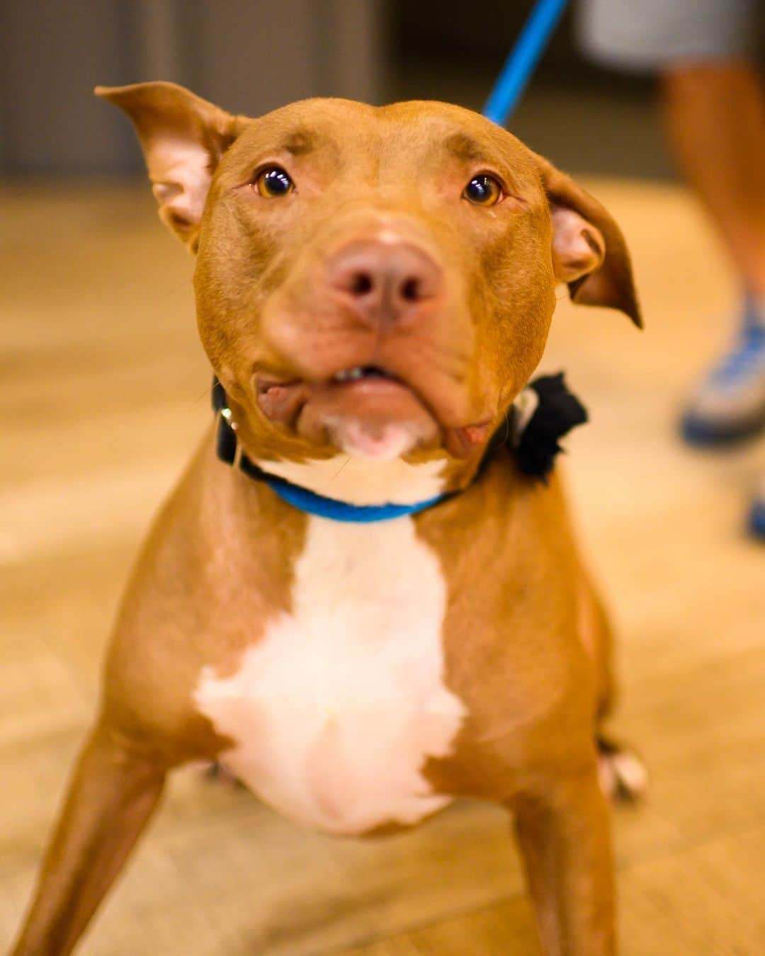 The Dogistさんのインスタグラム写真 - (The DogistInstagram)「ADOPTABLE: Wags, Terrier mix, via @bfas_ny , NY • “His wonky ear is his signature look.”」6月9日 3時44分 - thedogist