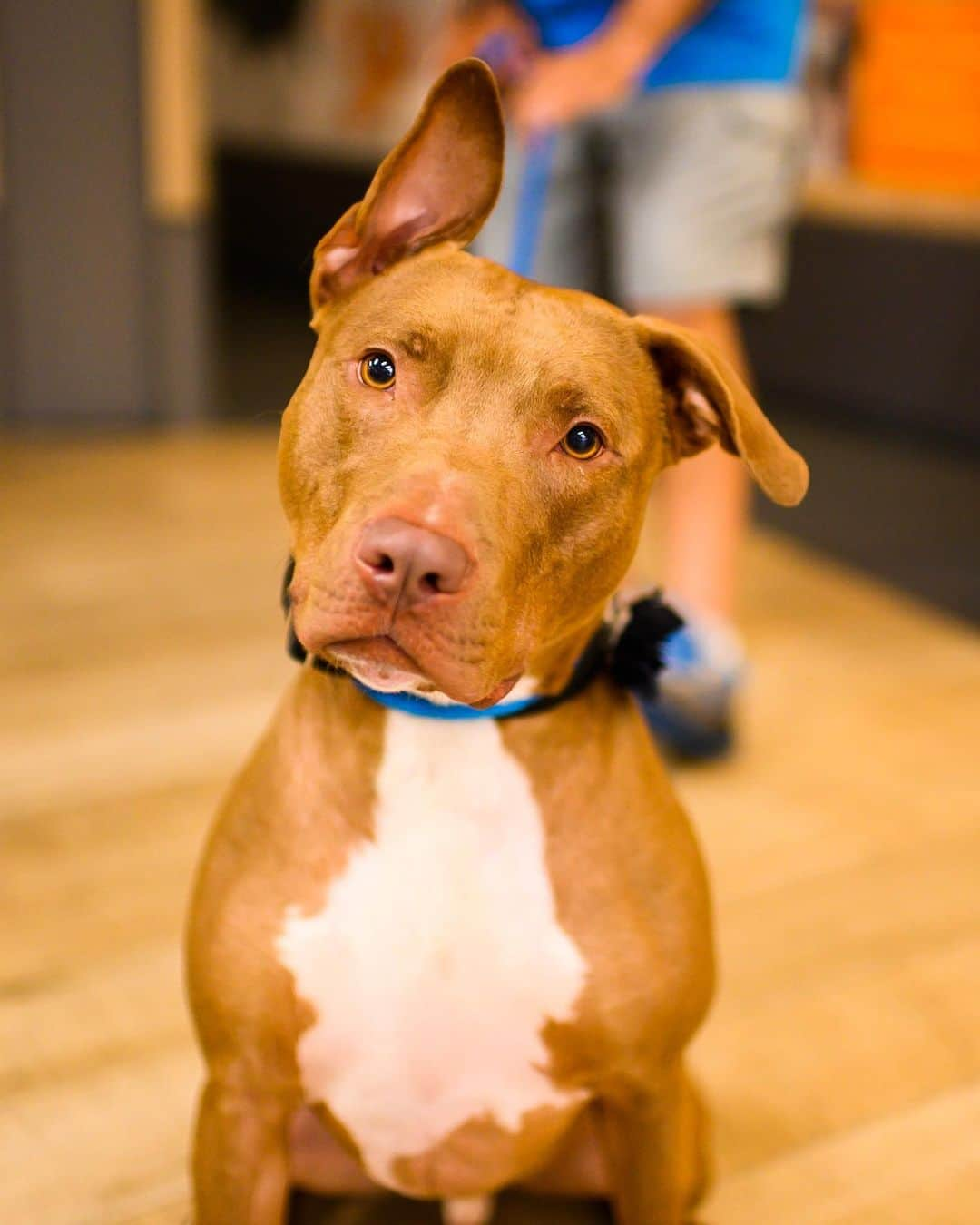 The Dogistさんのインスタグラム写真 - (The DogistInstagram)「ADOPTABLE: Wags, Terrier mix, via @bfas_ny , NY • “His wonky ear is his signature look.”」6月9日 3時44分 - thedogist