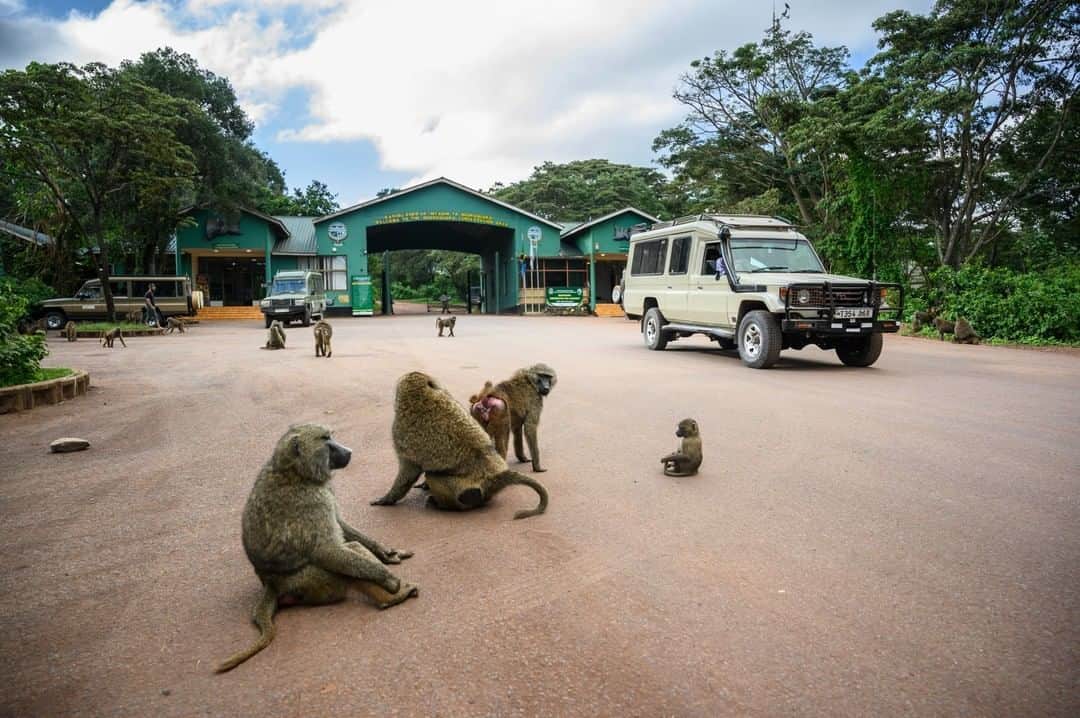 National Geographic Travelさんのインスタグラム写真 - (National Geographic TravelInstagram)「Photo by @taylorglenn | A troop of baboons greets travelers at the entrance to Ngorongoro Conservation Area in Tanzania. These 'cheeky' creatures (as described by our guide) can be very naughty as they have learned that tourists equal food. Leave anything unattended such as your lunch box and they will sneak up and take it right from under your nose. Like any primate they are fascinating to watch as they are so similar to us humans. Follow @taylorglenn for more from Tanzania and beyond. #baboon #wildlife #ngorongorocrater #tanzania」6月9日 4時01分 - natgeotravel