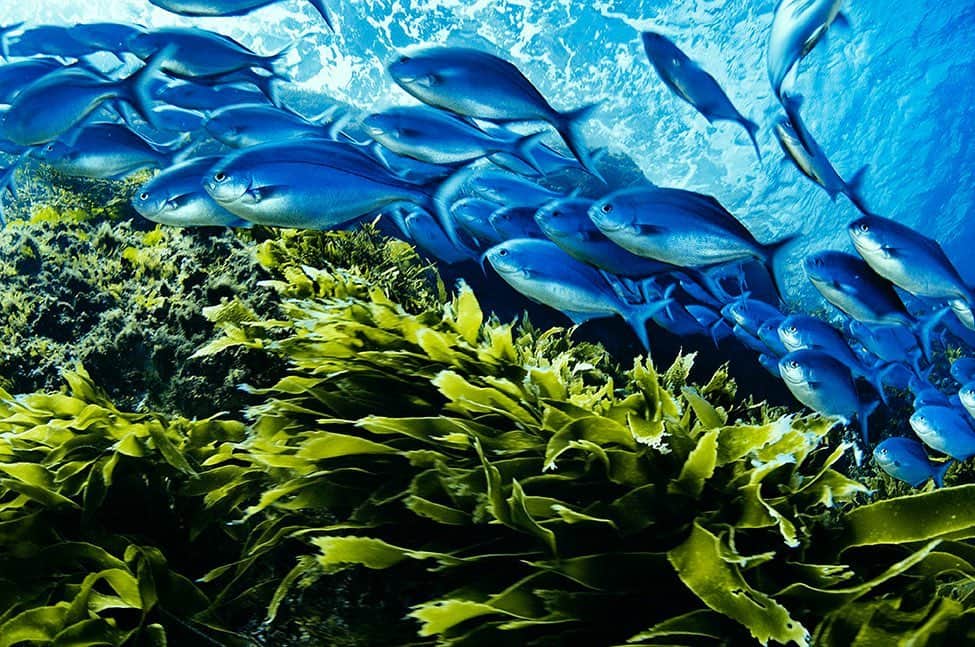 National Geographic Creativeさんのインスタグラム写真 - (National Geographic CreativeInstagram)「Photo by @brianskerry | A school of blue maomao swim above a lush bed of kelp in Poor Knights Reserve, New Zealand. #WorldOceansDay #Underwater #BlueMaomao」6月9日 4時05分 - natgeointhefield