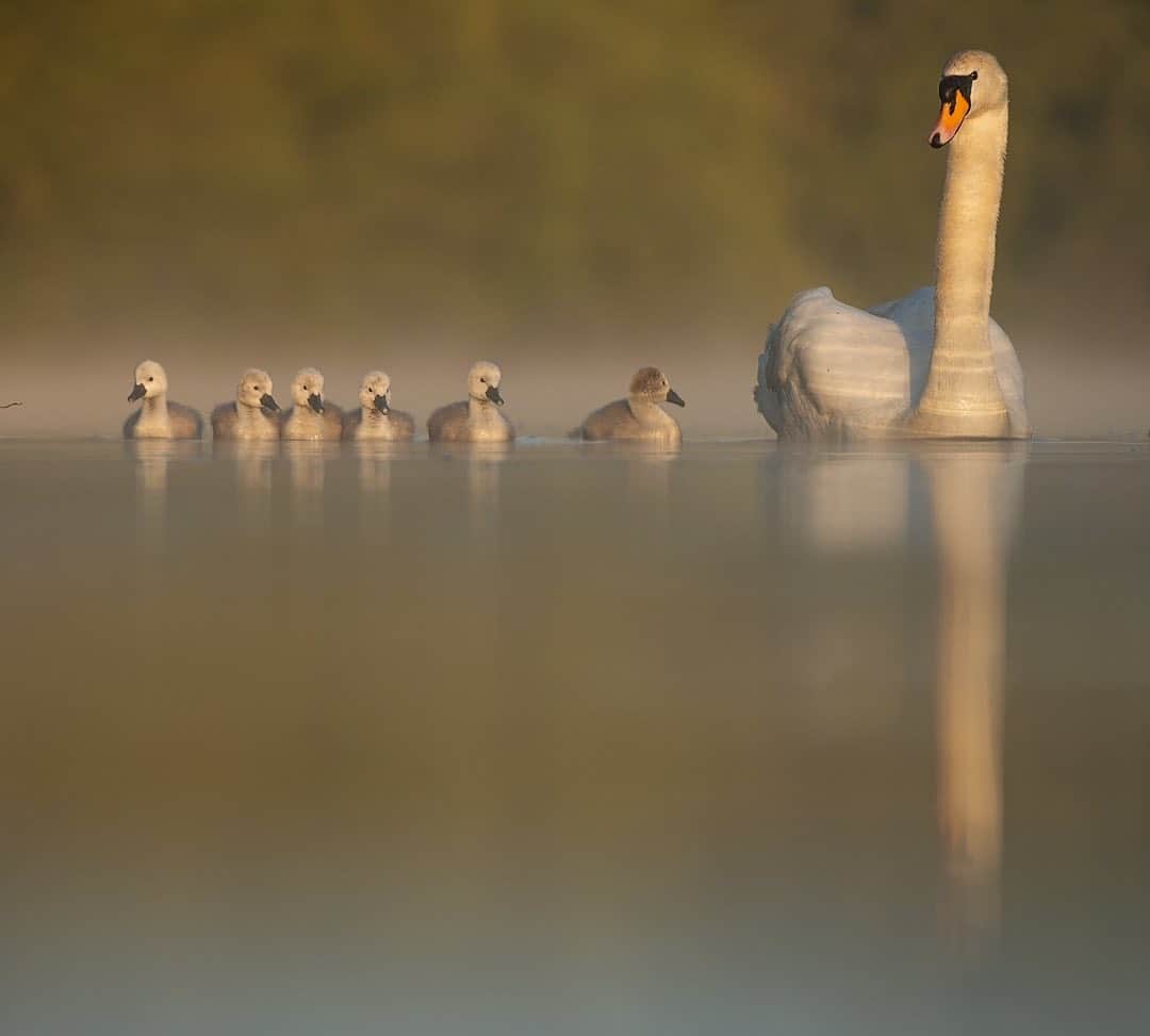 thephotosocietyさんのインスタグラム写真 - (thephotosocietyInstagram)「Photograph by @andyparkinsonphoto/@thephotosociety  Mute swan and cygnets – This is a very unusual image for me, not because it is in any way special or remarkable, but simply because of how the cygnets have lined up. In all the years that I have photographed swans I watch and wait patiently as they glide serenely around a local lake, often pausing eventually close to where I sit. As they slowly start to appear from around a particular corner they have on every other single occasion always formed a single line behind the adult female, remaining largely unseen until they split to feed on the algae strewn weir beneath which I sit. On this occasion however I was lucky as not only did break formation early, forming a serendipitously neat line as they did so but they also momentarily passed the exact same plane of focus as the adult female. The nature of the location at this time of day, always when the mist has burned away, means that I’m unable to shoot with a large depth of field as the distant forest starts to reveal distracting detail. As such, largely because I’m shooting primarily on my 200-400mm F4 lens it means that it is even more important to shoot only at F4. The narrow depth of field that this aperture produces means that getting all of my swans in a row like this does require an inordinate amount of luck. So here we have it, an image that is several years in the making of mum and her six precious babies, all of whom I’m delighted to report are still doing well. I’ll stop short of praising all of the cygnets because not untypically one of them has decided to break protocol and is instead looking at his mother, but then of course there is always bloody one! 😃」6月9日 4時41分 - thephotosociety