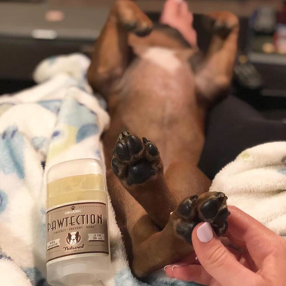 Regeneratti&Oliveira Kennelさんのインスタグラム写真 - (Regeneratti&Oliveira KennelInstagram)「Did you know hot and rough terrain can dry out & damage paw pads? Before heading out, apply #PawTection – an organic and all-natural wax-based blend that provides a nourishing barrier, protecting sensitive paws from harsh surfaces and locking in moisture. An adventure essential, really. . ⭐ Save 20% off @naturaldogcompany with code JMARCOZ at NaturalDog.com | worldwide shipping | ad 📷: @stellaeverlyfrenchie . . . . . . . . #frenchie #frenchieoftheday #französischebulldogge #franskbulldog #frenchbull #fransebulldog #frenchbulldog #frenchiepuppy #dog #dogsofinstagram #petstagram #bully #bulldog #bulldogfrances #フレンチブルドッグ #フレンチブルドッグ #フレブル #ワンコ  #frenchiesgram #frenchbulldogsofinstagram #ilovemyfrenchie #batpig #buhi #squishyfacecrewbulldog」6月9日 4時50分 - jmarcoz