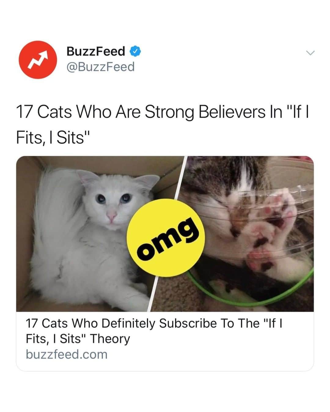 BuzzFeedさんのインスタグラム写真 - (BuzzFeedInstagram)「What's better than cats sitting in things? Probably nothing. More pics 👉 link in bio 😻」6月9日 5時00分 - buzzfeed