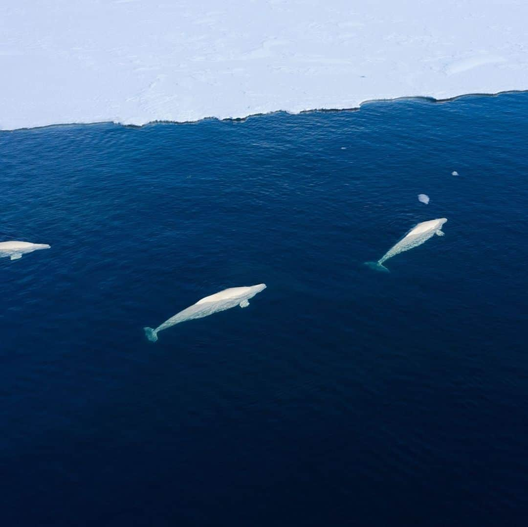 CNNさんのインスタグラム写真 - (CNNInstagram)「CNN’s @arwacnn joined a team of scientists in the Fram Strait, near Greenland, to try to investigate what’s causing the Arctic to heat up two times faster than the global average. For more about her trip and #WorldOceansDay, tap the link in our bio. For more, follow @cnnclimate)」6月9日 5時04分 - cnn