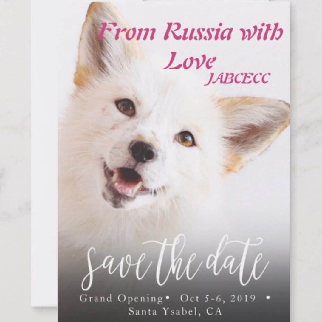 Rylaiさんのインスタグラム写真 - (RylaiInstagram)「From Russia w/ Love: Grand Opening Fundraiser- Oct 5-6. . Save the date: we will have a general admission, scheduled events, and a grand gala!!! . For centuries, the dog has been man’s best friend. He’s protected our families and homes, herded and protected our livestock, comforted our souls and led us out of darkness, fought and gave the ultimate sacrifice  for our freedom, and wiggled with a wagging tail into millions of our hearts. And while many dogs remains safe in our homes and our hearts, we have abandoned so many of our best friends and their canid cousins.  They need our help! Many  face both conservation risks and ethical injustices. While The Judith A Bassett Canid Education and Conservation Center (JABCECC) is actively working to conduct research, educate the public, and inspire change in the community, we need your help to make our efforts go even further! 🦊 We are hoping that you can save the date and join us for one of our events over the weekend and our gala.  We will be sharing information in the upcoming months with ways to reserve your spot.  WE NEED YOUR HELP TO MAKE THIS WEEKEND TRULY AS SPECTACULAR AS THE CANIDS WE WORK SO PASSIONATELY TO CONSERVE!! We are looking for the following: Food and Beverage vendors Entertainment/musicians/bands Caterer Event Planner Hotel accommodations Bar tenders Volunteers DONATIONS FOR THE AUCTION: Experiences Merchandise Services SPONSORS: We expect to have hundreds of people join us for this event.  We will have Sponsorship levels - so stay tuned!! Want to be a part of our Canid Crusaders?  Let us know!!! (760) 224-9392  foxes@siberiancupcakes.com PC @dandeliondreamsphoto #sandiego #fromrussiawithlove #grandopening #foxes #russianfoxes #russiandomesticatedfoxes #maksa #georgianred #socal #sdlocal #supportlocal」6月9日 5時17分 - jabcecc