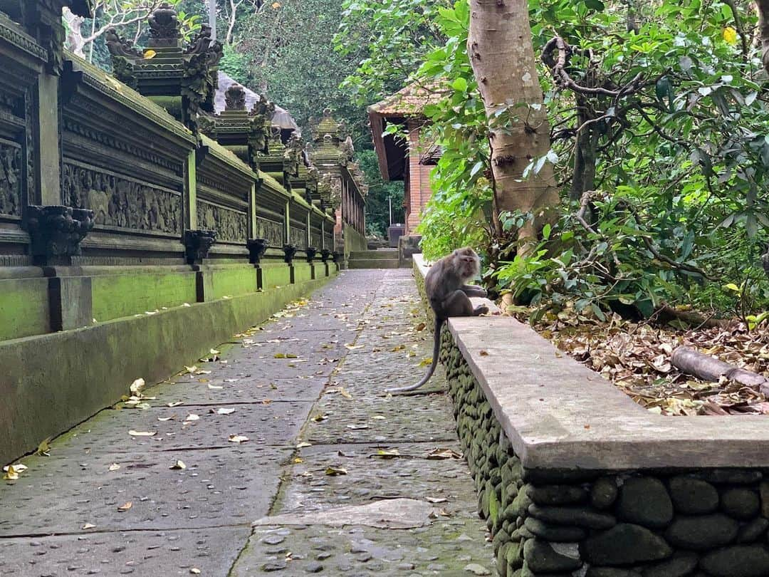 ローレン・ハウレギさんのインスタグラム写真 - (ローレン・ハウレギInstagram)「This was from an incredibly magical day at a monkey forest in Bali. The monkeys liked my dress and kept playing with it and I felt incredibly special and full of happiness. Here are some photos I took of these majestic bbies.🙈🙊🐵🙉」6月9日 5時12分 - laurenjauregui