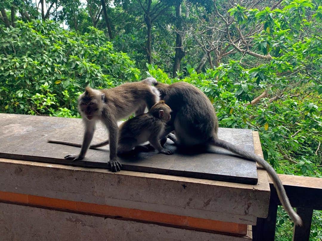 ローレン・ハウレギさんのインスタグラム写真 - (ローレン・ハウレギInstagram)「This was from an incredibly magical day at a monkey forest in Bali. The monkeys liked my dress and kept playing with it and I felt incredibly special and full of happiness. Here are some photos I took of these majestic bbies.🙈🙊🐵🙉」6月9日 5時12分 - laurenjauregui