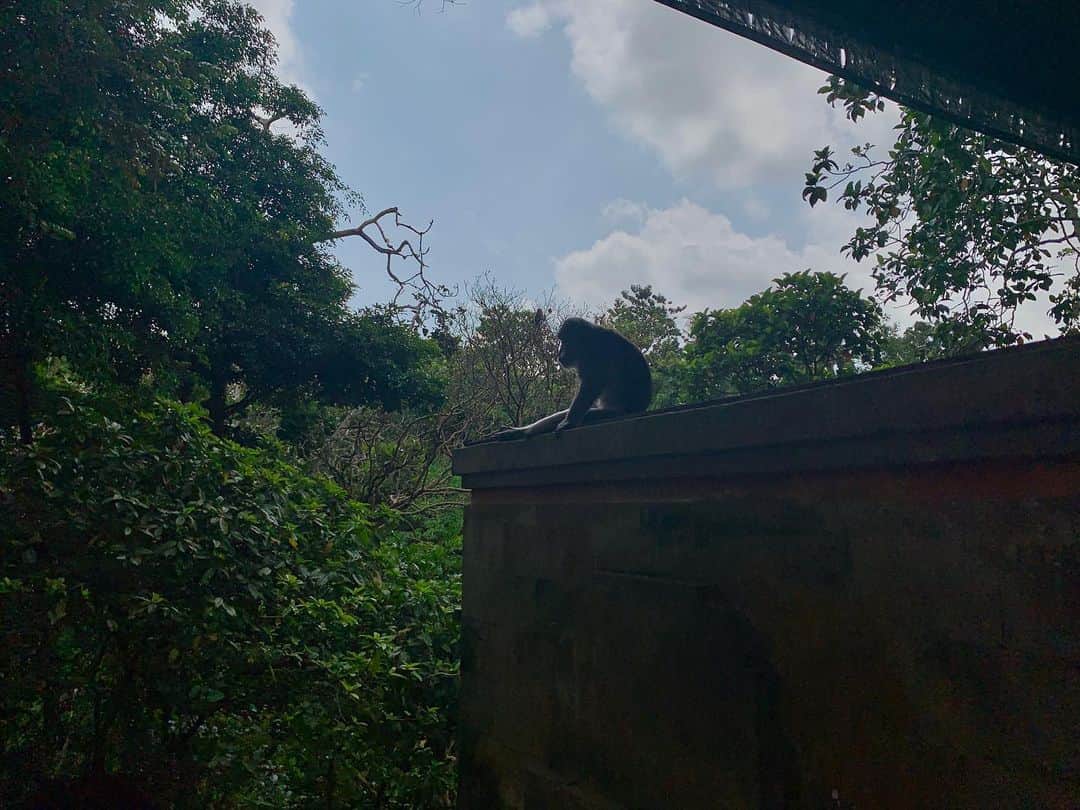 ローレン・ハウレギさんのインスタグラム写真 - (ローレン・ハウレギInstagram)「This was from an incredibly magical day at a monkey forest in Bali. The monkeys liked my dress and kept playing with it and I felt incredibly special and full of happiness. Here are some photos I took of these majestic bbies.🙈🙊🐵🙉」6月9日 5時12分 - laurenjauregui