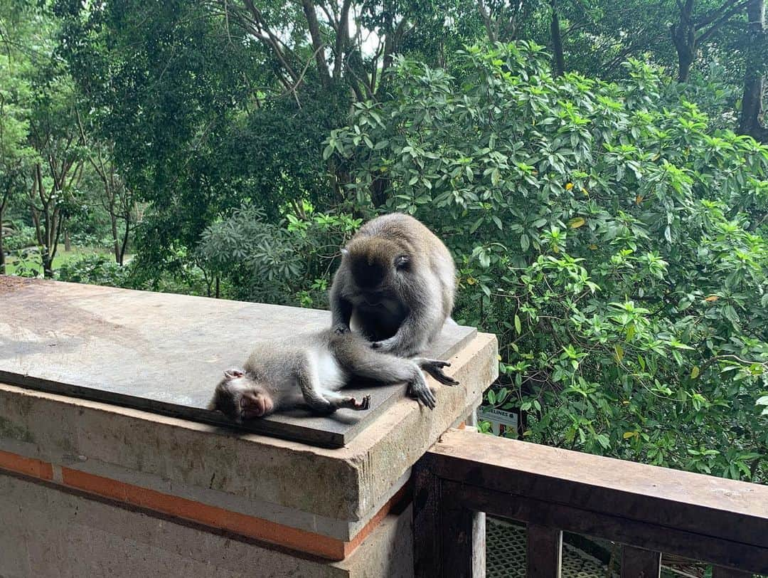 ローレン・ハウレギさんのインスタグラム写真 - (ローレン・ハウレギInstagram)「This was from an incredibly magical day at a monkey forest in Bali. The monkeys liked my dress and kept playing with it and I felt incredibly special and full of happiness. Here are some photos I took of these majestic bbies.🙈🙊🐵🙉」6月9日 5時12分 - laurenjauregui