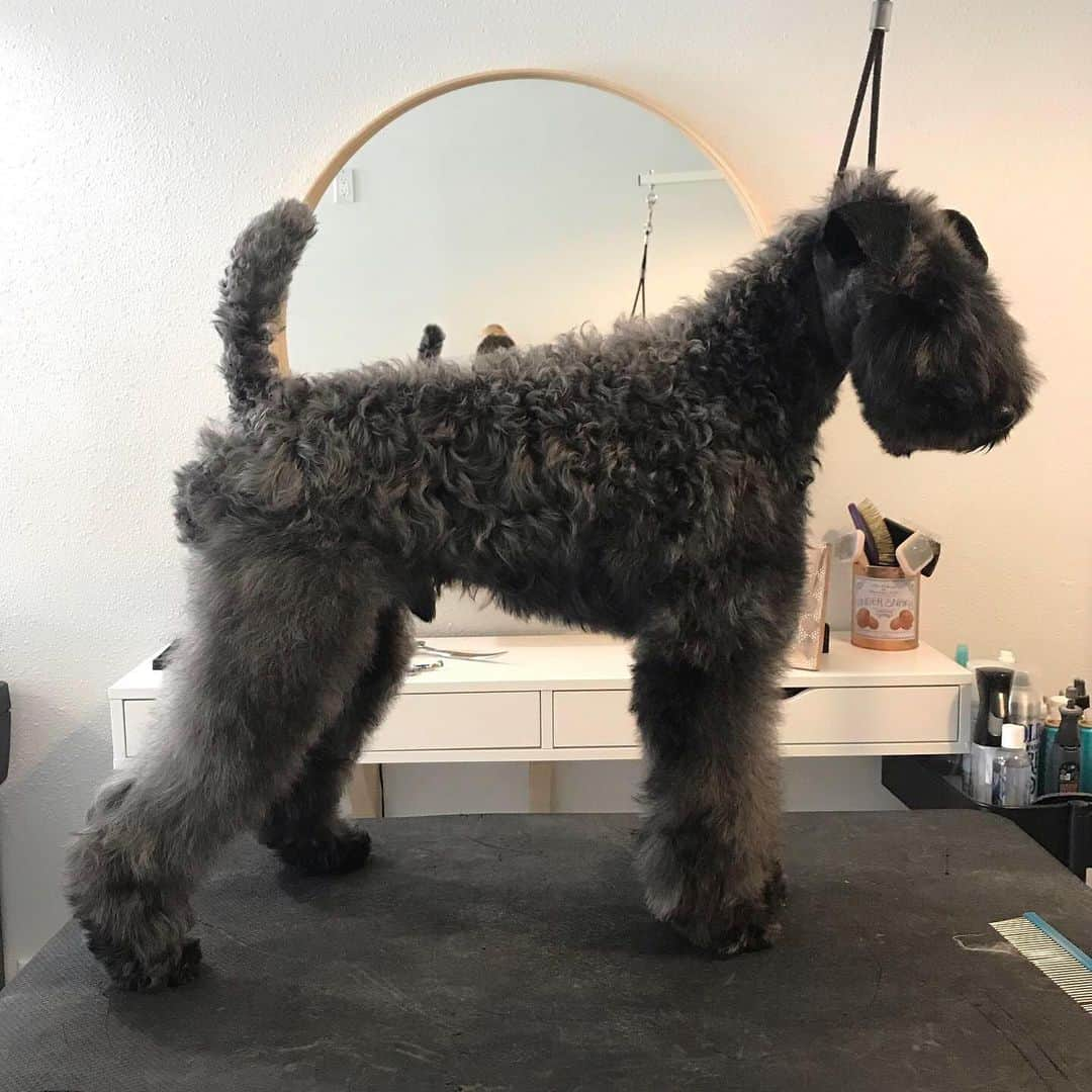 Dogs by Ginaさんのインスタグラム写真 - (Dogs by GinaInstagram)「Before and after(pic 1). Just a fee adjustments for Pinot today. 🐾  #napadog #winerydogs #napavalley #dogsbygina #kerryblueterrier #mcfaddenfoxyblue #oops」6月9日 5時59分 - napanatural.dogco