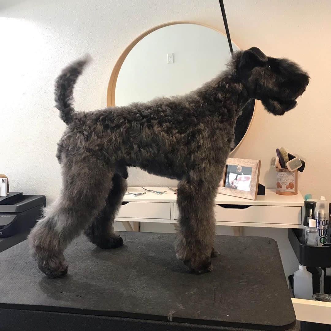 Dogs by Ginaのインスタグラム：「Before and after(pic 1). Just a fee adjustments for Pinot today. 🐾  #napadog #winerydogs #napavalley #dogsbygina #kerryblueterrier #mcfaddenfoxyblue #oops」