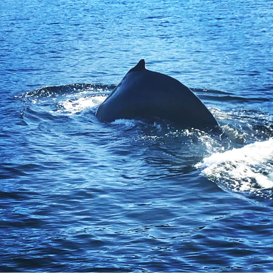 サラ・ウェイン・キャリーズさんのインスタグラム写真 - (サラ・ウェイン・キャリーズInstagram)「swipe for the #humpack flip-book 🐋 🐋 🐋 i took these photos last fall up in the #greatbearsea - & on #worldoceansday we can commit to making choices to protect our seas and every living thing in them.  less plastic.  less carbon.  less shipping. we can do this!」6月9日 6時59分 - sarahwaynecallies