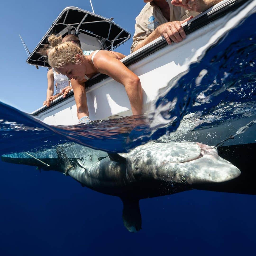 リンゼイ・ボンさんのインスタグラム写真 - (リンゼイ・ボンInstagram)「Last year I helped a team of scientists tag these majestic Oceanic White Tip sharks in the Bahamas. The tags let the scientists track their migrations and better help preserve them. Oceanics swim thousands of miles just to have their pups. #ilovesharks #savetheocean #worldoceanday @discovery @sharkweek」6月9日 6時51分 - lindseyvonn