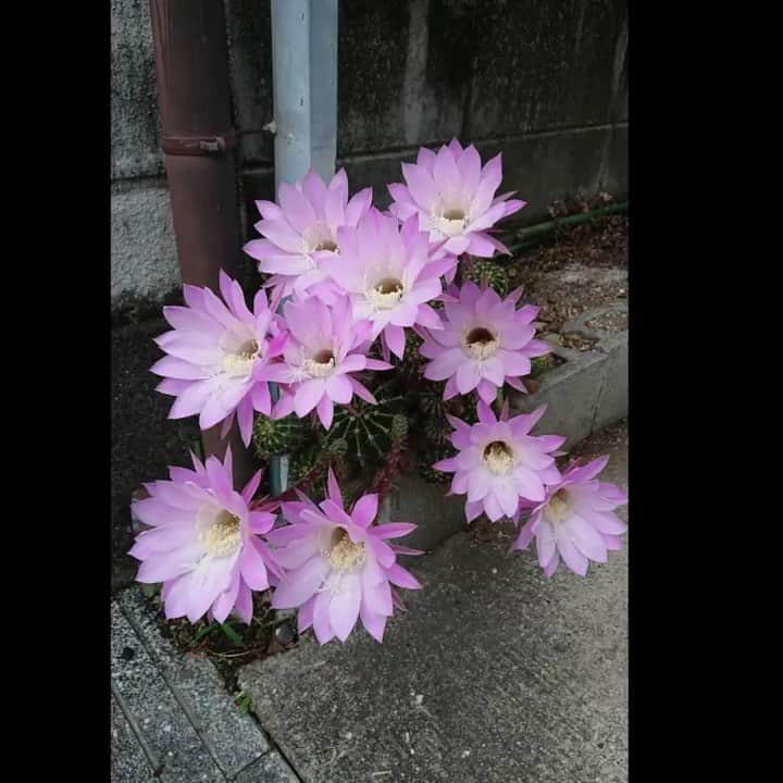 フジテレビ「FNNビデオPost」のインスタグラム：「「サボテンの花」さんから、待望の開花を迎えた、サボテンの花の写真が届きました。 トップページのURLからご覧いただけるビデオPostギャラリーにて、約1カ月間、掲載中です！ #FNNビデオPost #サボテン #花 #ピンク」