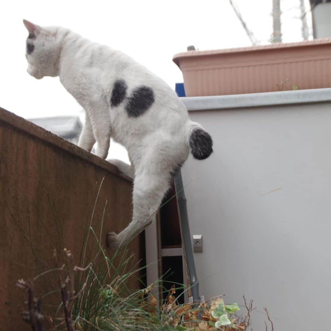 Kachimo Yoshimatsuさんのインスタグラム写真 - (Kachimo YoshimatsuInstagram)「メシも食ったし、さあ帰るか。 どっこいしょっと！ #uchinonekora #nanakuro #neko #cat #catstagram #kachimo #猫 #ねこ #うちの猫ら http://kachimo.exblog.jp」6月9日 18時15分 - kachimo