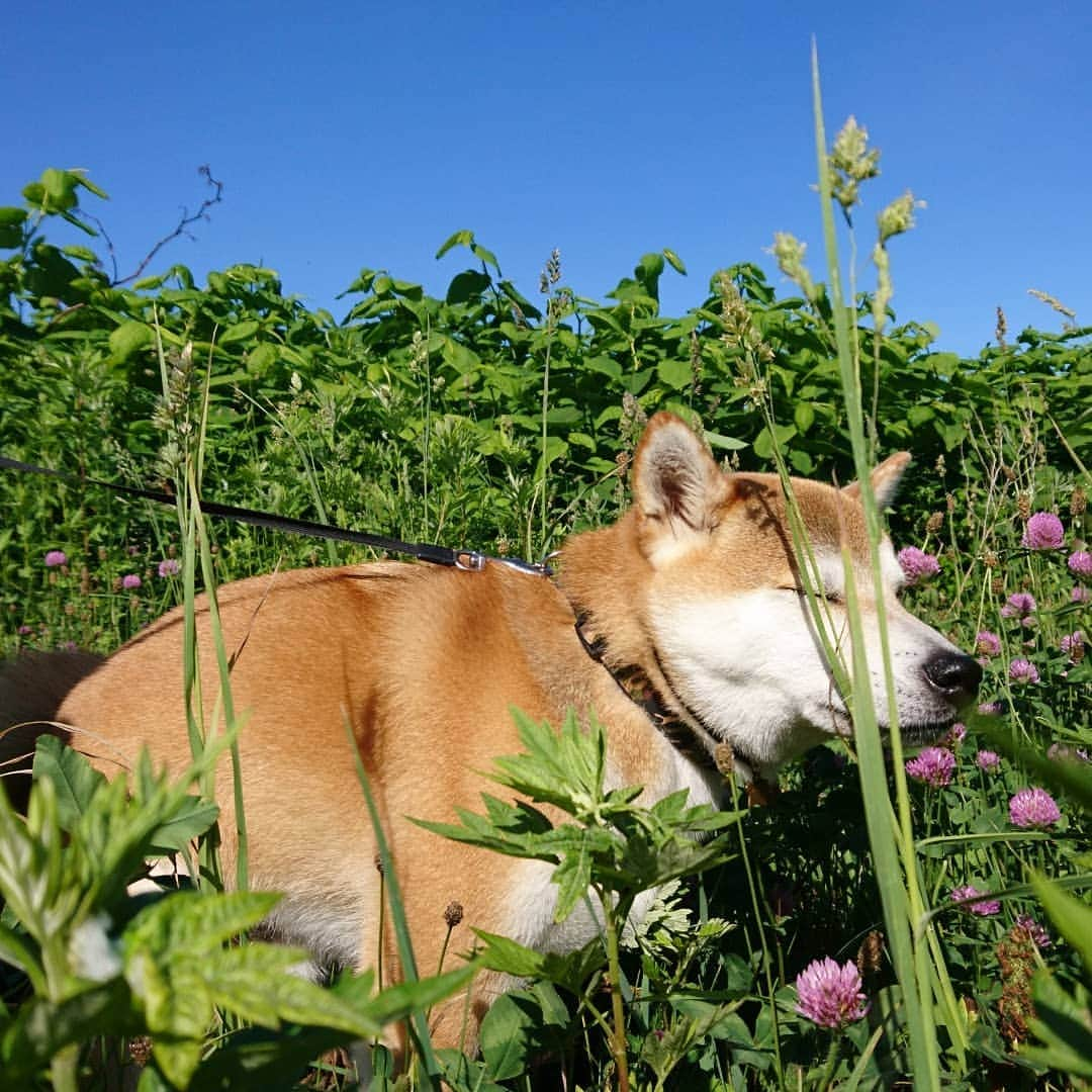 柴犬⭐️サスケさんのインスタグラム写真 - (柴犬⭐️サスケInstagram)「おはわん #今日も足上げた#でも中途半端#おかまだからかな#💩#朝ん歩 #すっきり#ふわもこ部 #🐶📷 #柴犬#赤柴」6月9日 9時34分 - shiba20150405