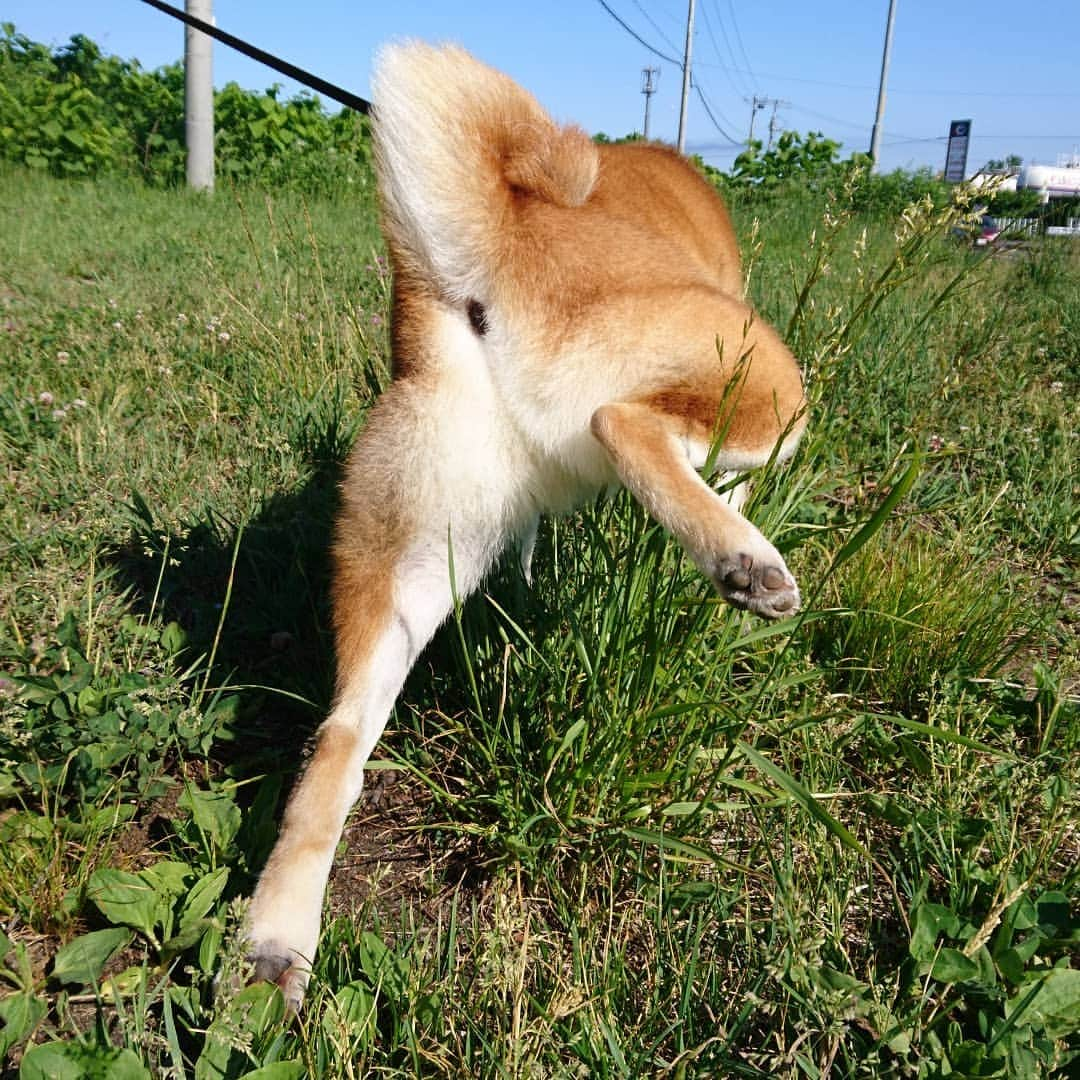 柴犬⭐️サスケのインスタグラム