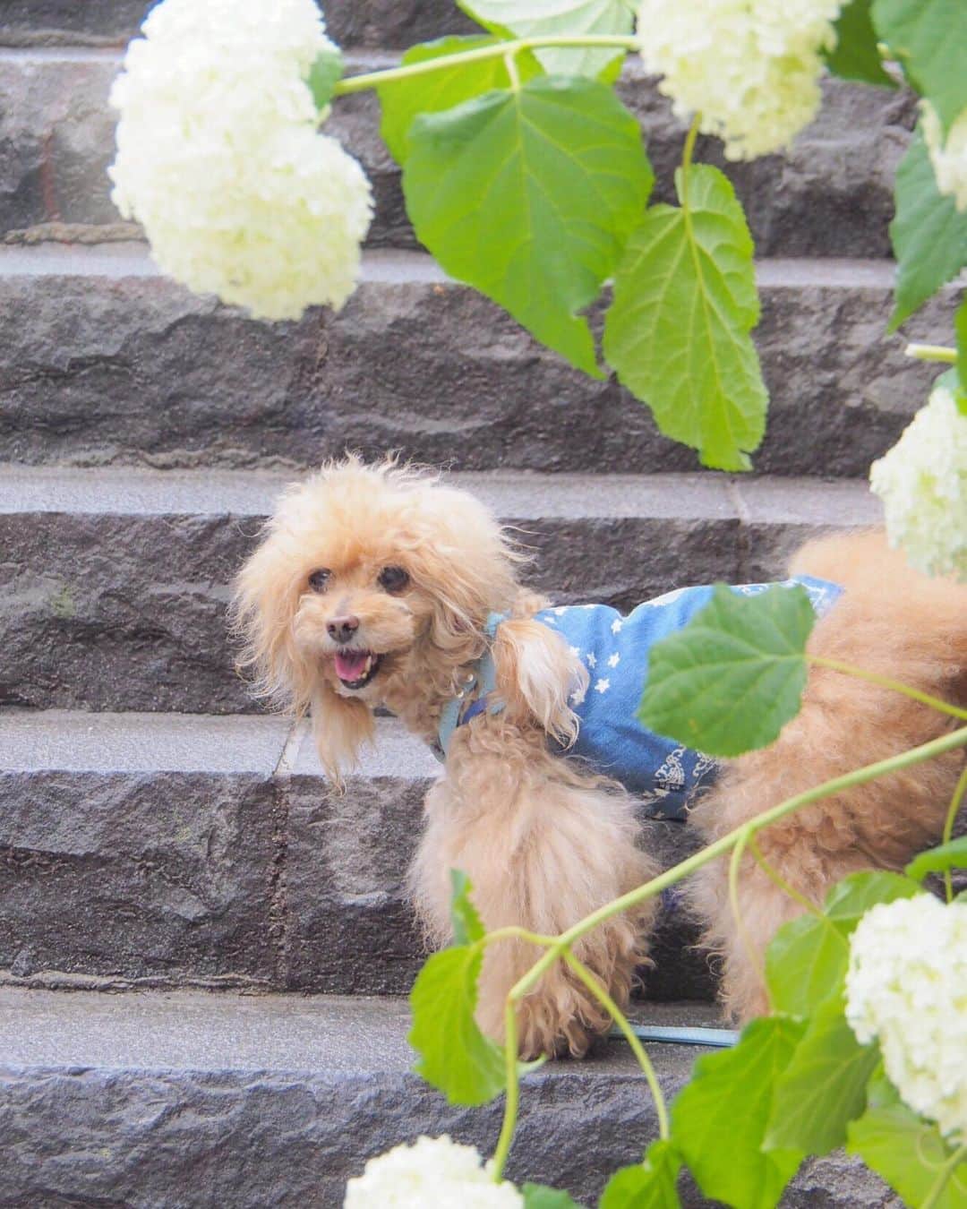 Toypoodle Mikuru?Asakusa Tokyoのインスタグラム：「20190609 Sunday. Good morning! Friends 🥰 ボサボサすぎて笑っちゃう🤣🤣🤣 . お散歩途中でアナベルと💕 午後から雨予報☔️ そうか、梅雨なんだよね🐌 . 昨夜、はなぐろちゃんも手術終わり無事回収😊 パパは一晩中はなぐろちゃんの介護。 はなぐろちゃんが動く度に、オロオロ心配そうに後追っかけてます。 うん。パパに任せた😂 パパは猫好き犬苦手です。 . #みくるの世話もしてみない？ #みくるは猫だよ #わんと鳴くけど猫です」