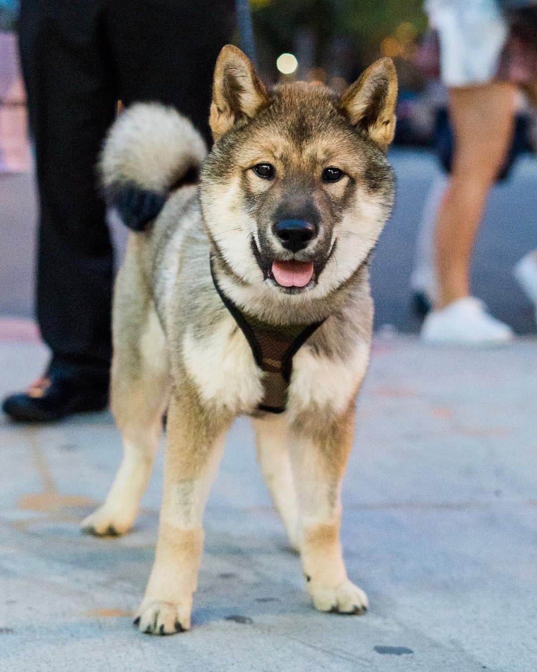 The Dogistさんのインスタグラム写真 - (The DogistInstagram)「Okami, Shikoku (5 m/o), 8th & 2nd Ave., New York, NY • “He’s a rehome. He just came home with me on Saturday. He’s was in Dallas and the family waited a year and a half for him and then changed their minds in a day. I was waiting too.”」6月9日 9時42分 - thedogist