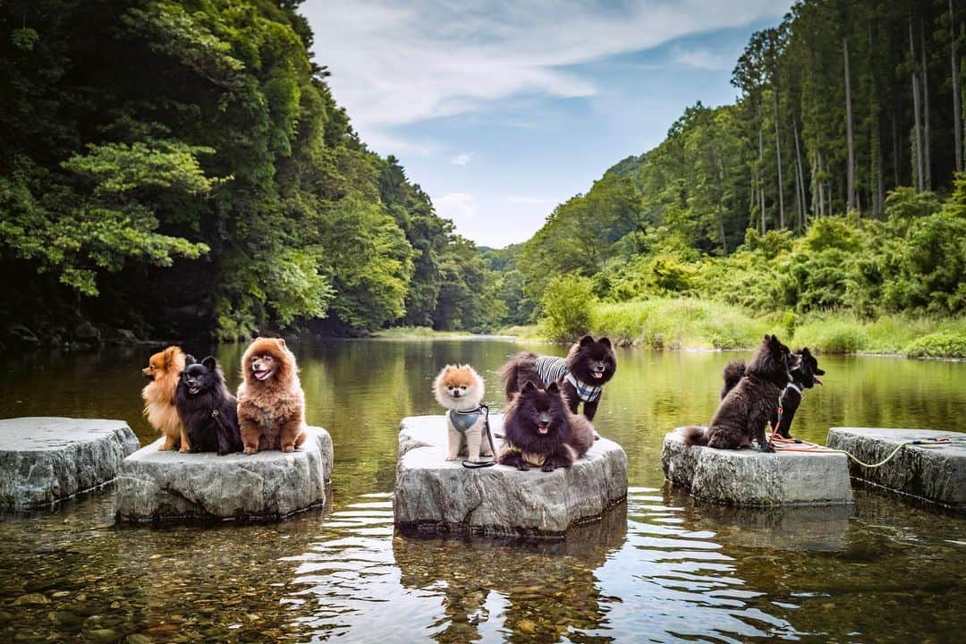 ポテチンさんのインスタグラム写真 - (ポテチンInstagram)「今年も川遊びはじめましたぢょ」6月9日 10時16分 - pom.potechin