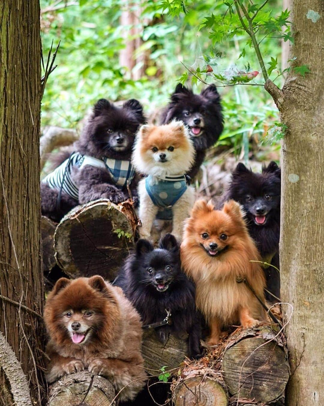 ポテチンさんのインスタグラム写真 - (ポテチンInstagram)「The hiking with my friends.  Second photo by @mu_ku_ni」6月9日 10時30分 - pom.potechin