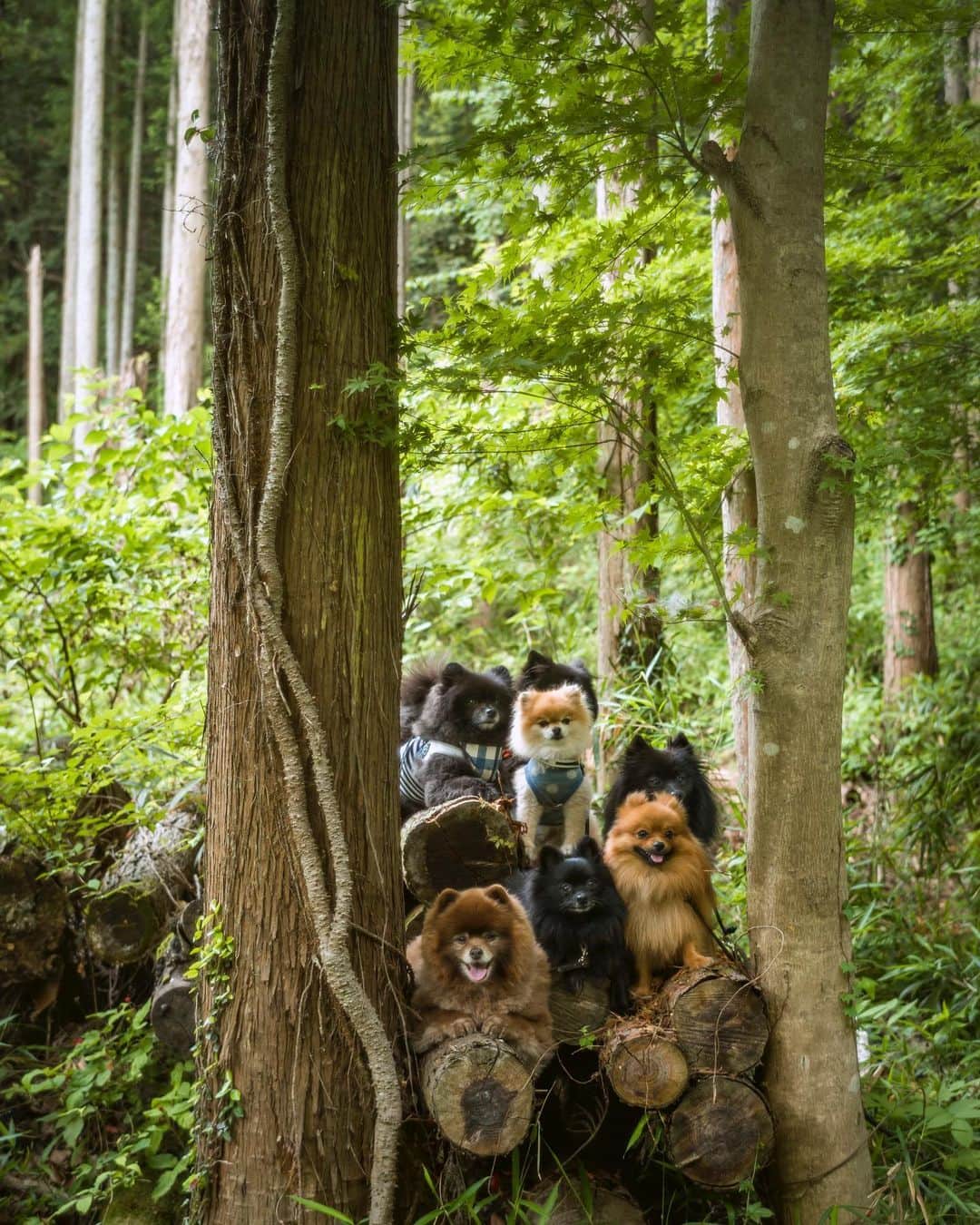 ポテチンさんのインスタグラム写真 - (ポテチンInstagram)「The hiking with my friends.  Second photo by @mu_ku_ni」6月9日 10時30分 - pom.potechin