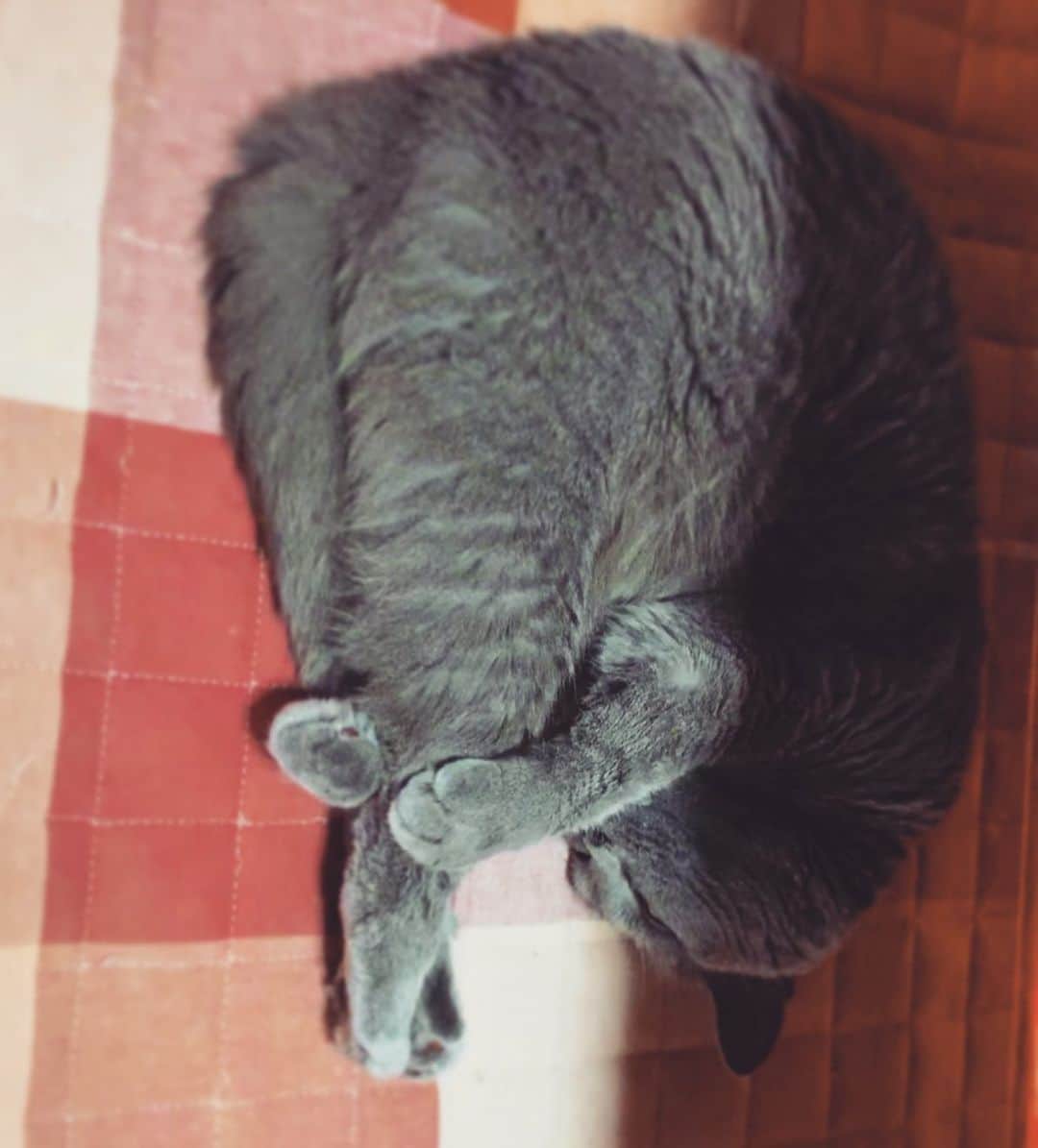 チキン南蛮カレーのルウ王子のグルメインスタ