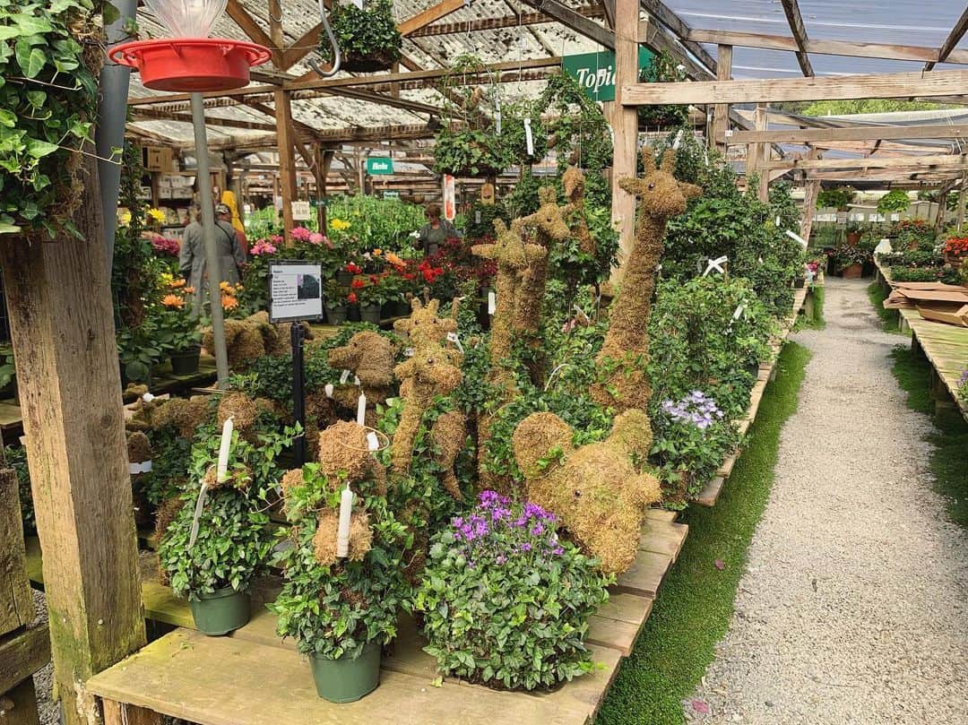 OLIVIAのインスタグラム：「I’m so in love with this nursery I went to today. It’s called Half Moon Bay Nursery 💖 Don’t you just love the name too? And it’s so close to home......😍 #halfmoonbaynursery」