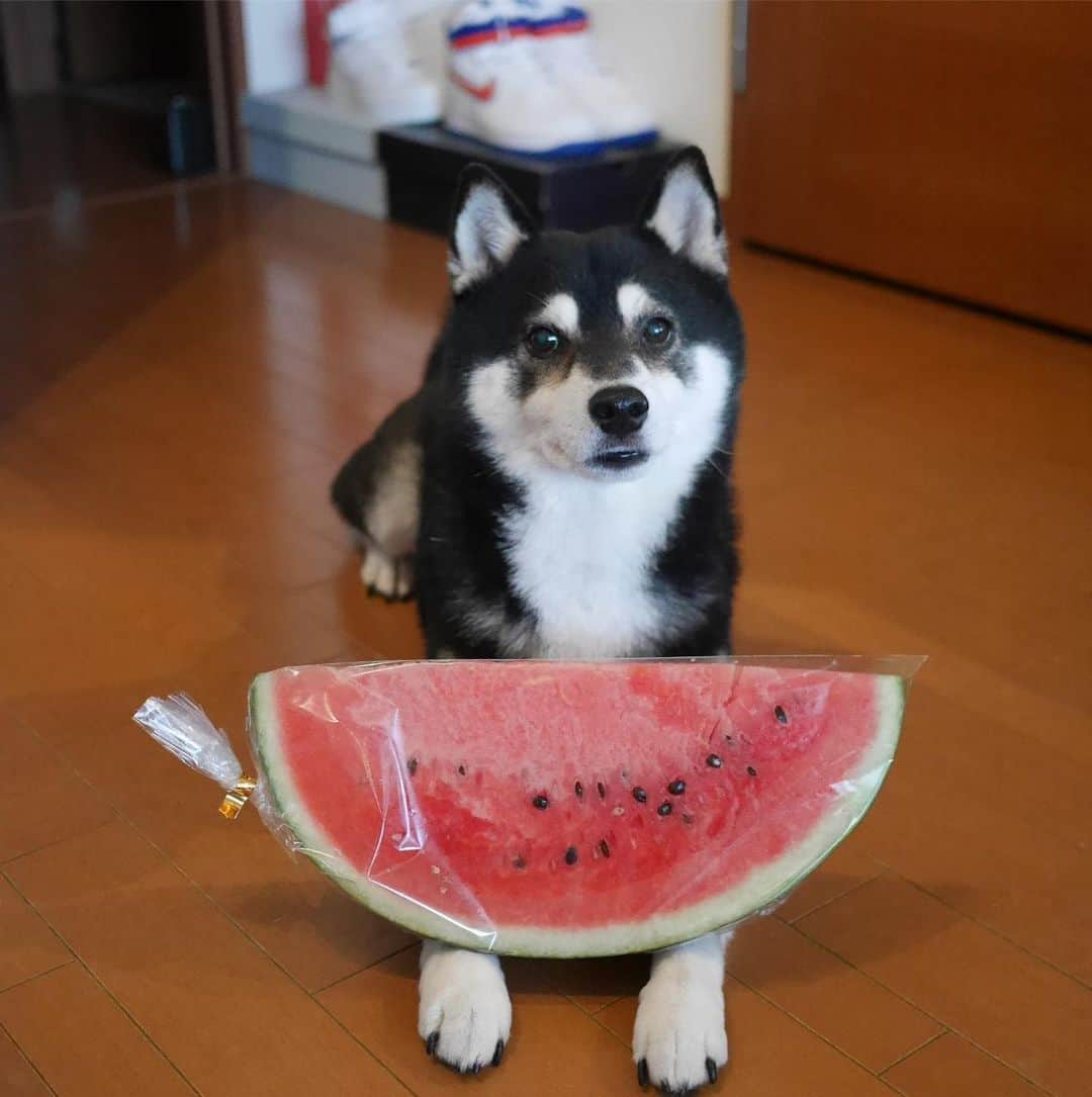 くろさんのインスタグラム写真 - (くろInstagram)「今年初スイカ🍉 #スイカ大好き犬 #スイカ犬 #今年初スイカ #🍉🐾 #🍉🐕 #kuroshiba #blackshiba #shibainu #shibastagram #instadog #dogstagram #柴犬 #黒柴 #黑柴 #癒し犬 #いぬら部 #ふわもこ部 #柴犬部 #モフモフ生命体 #柴犬のいる暮らし #わんこのいる暮らし #わんこのいる生活 #わんこと一緒 #わんダフォ #わんだふるjapan #ペティオ柴公園」6月9日 10時45分 - m6bmw