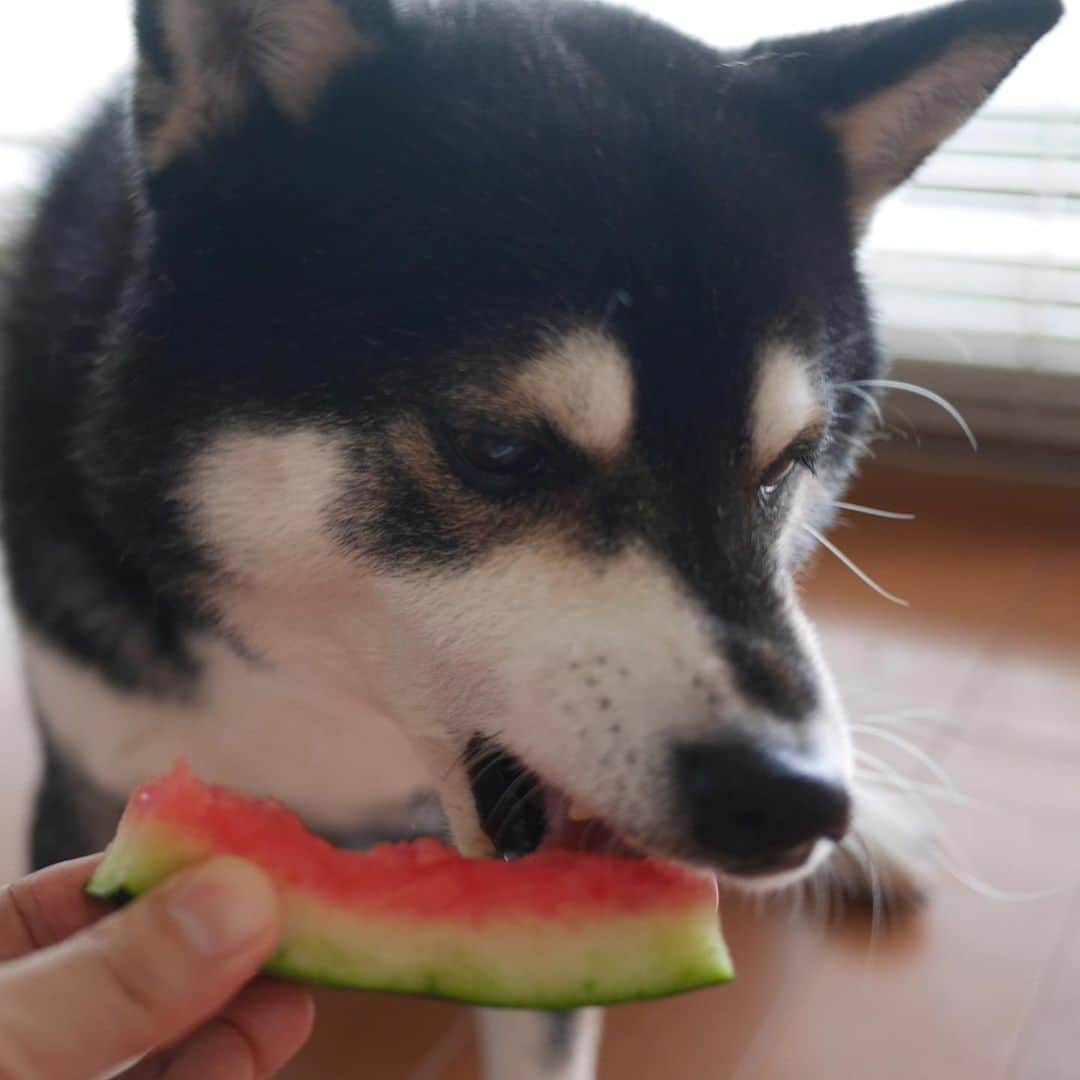 くろさんのインスタグラム写真 - (くろInstagram)「今年初スイカ🍉 #スイカ大好き犬 #スイカ犬 #今年初スイカ #🍉🐾 #🍉🐕 #kuroshiba #blackshiba #shibainu #shibastagram #instadog #dogstagram #柴犬 #黒柴 #黑柴 #癒し犬 #いぬら部 #ふわもこ部 #柴犬部 #モフモフ生命体 #柴犬のいる暮らし #わんこのいる暮らし #わんこのいる生活 #わんこと一緒 #わんダフォ #わんだふるjapan #ペティオ柴公園」6月9日 10時45分 - m6bmw