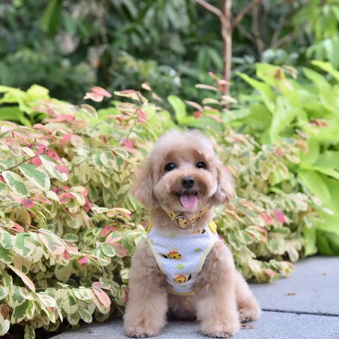 Truffle??松露?トリュフさんのインスタグラム写真 - (Truffle??松露?トリュフInstagram)「📆(9Jun19) 🌻#HappySunday Start a day right with a smile 😁Have a blessed & beautiful Day🌾🌷💞💞💞」6月9日 11時08分 - trufflethetrouble
