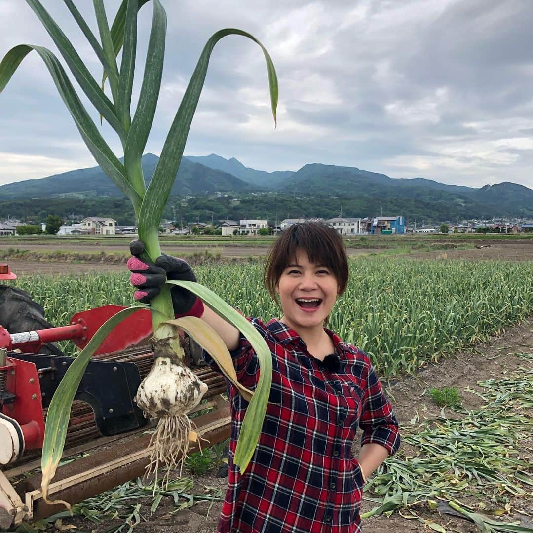 能登瑶子のインスタグラム：「コレ、にんにくなんです‼︎(　ﾟдﾟ) 玉ねぎくらいの大きさの「ジャンボにんにく」大きさもさることながら、にんにく特有の臭いが強くないのも特徴！ 次の日お仕事でもそこまで気にせずパクパク食べちゃいました( ^ω^ ) . こちらのとうもろこしはとっても甘い(*´꒳`*) 薄皮一枚つけたまま電子レンジで2分ほどでできる「蒸しとうもろこし」 ペロッと一本食べちゃいました(^^) . 取材でいただいたお野菜で生産者さんオススメの料理を作ってみました！ 「とうもろこしご飯」と「にんにくの醤油漬け」です！ 簡単なのにどちらも絶品(*'ω'*) 美味しいお仕事でした(^^)✨ 放送は10日夜9時からです( ^ω^ ) . #JA#みどりの風#ジャンボにんにく#とうもろこし#美味しさ#驚く#簡単#レシピ#有難い#生産者#美味しい#野菜#ありがとう#リポーター#群馬テレビ#群テレ」