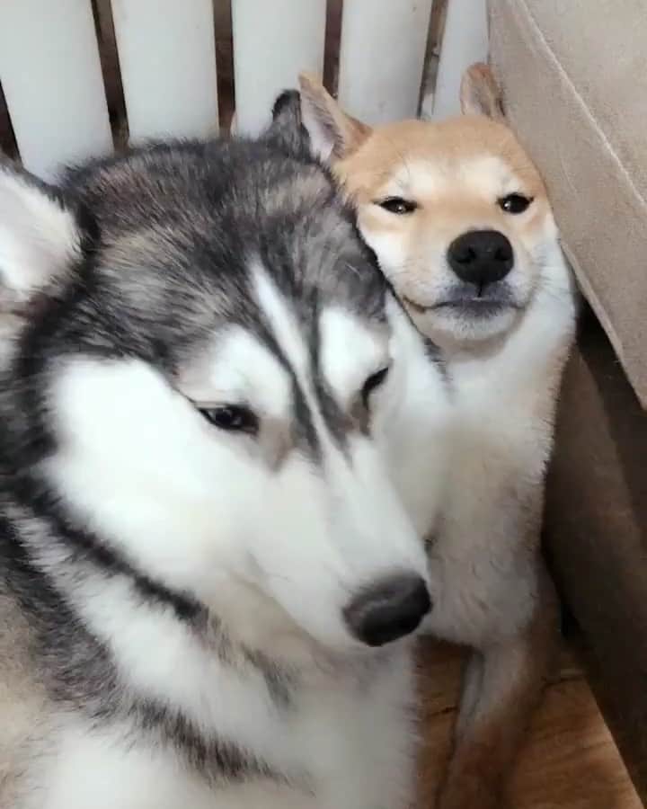 husky and malamuteのインスタグラム：「Brother.😛😛」