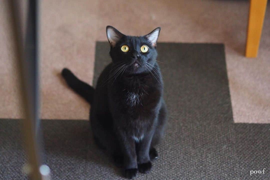anemone_69のインスタグラム：「. #ハカセとキョウジュ #blackcat #黒猫 #cat #猫 #保護猫 . . .」