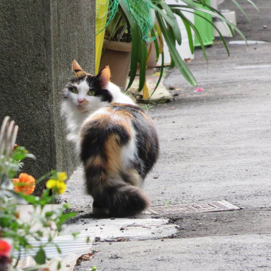 Kachimo Yoshimatsuさんのインスタグラム写真 - (Kachimo YoshimatsuInstagram)「別府猫散歩。 これまた豪華なロン毛ミケ。 #別府 #beppu #路地裏 #猫 #CAT」6月9日 11時56分 - kachimo