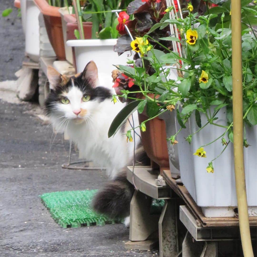 Kachimo Yoshimatsuさんのインスタグラム写真 - (Kachimo YoshimatsuInstagram)「別府猫散歩。 これまた豪華なロン毛ミケ。 #別府 #beppu #路地裏 #猫 #CAT」6月9日 11時56分 - kachimo