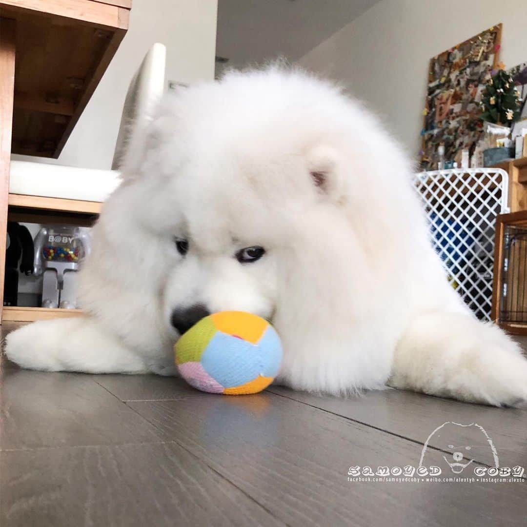 Alex Toさんのインスタグラム写真 - (Alex ToInstagram)「Don’t steal my toy! 🤨🤨🤨 #cute #dog #doglover #dogsofinstagram #dogoftheday #dogofthedayjp #dogstagram #fluffy #hkig #hongkong #ilovemydog #instadog #instagood #instamood #instagraphy #instapic #samoyedoninstagram #pet #petlovers #petsofinstagram #petstagram #photooftheday #puppy #pupsofinstagram #samoyed #samoyedsofinstagram #webstagram #犬 #サモエド」6月9日 12時09分 - alexto