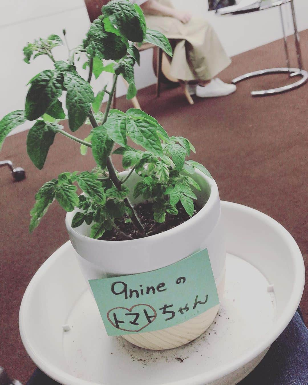 9nineのインスタグラム：「9nineのトマトちゃん🍅 順調に育っております。 #ひろろいろ もチャンネル登録5000人突破でライブ開催まであと少しです🎸  #9nine #forever9nine #9nineneverbreakup」