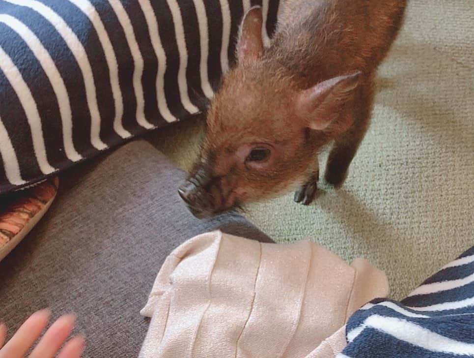 悠衣さんのインスタグラム写真 - (悠衣Instagram)「🐷 マイクロピッグ🐷ちゃんと 戯れる。そんな日曜。 ワンちゃんか豚ちゃんか、 本気で迷い始める。 #🐷#マイクロピッグ #目黒」6月9日 12時50分 - yu1_1987