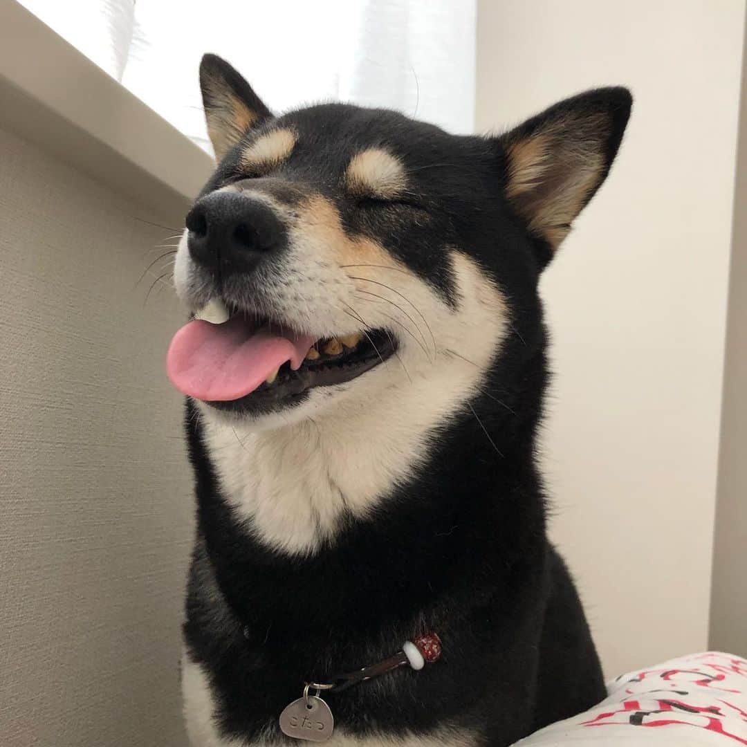 vo_coのインスタグラム：「🌧 飼い主、最近あたしと弟の名前をよく間違えるのよね… ついでに言うと、googleとSiriも間違えて話しかけてる… 色々と心配なんだわん * #shibastagram #instashiba #shiba #shibainu #黒柴 #柴犬」