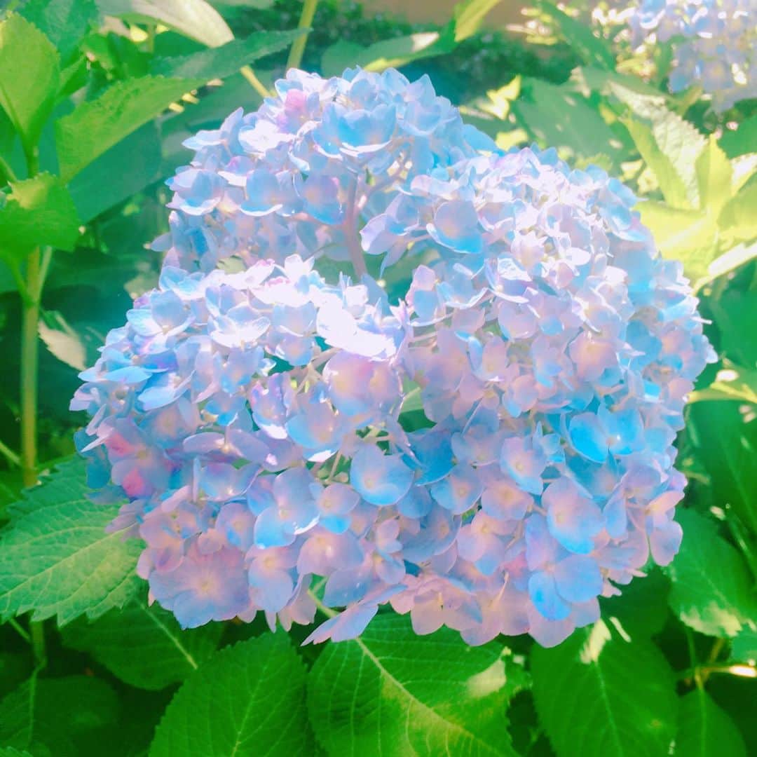 森口彩乃さんのインスタグラム写真 - (森口彩乃Instagram)「紫陽花の季節がやってきた！ 紫陽花のモリモリ感だいすき。 稽古場が横浜近郊が多いのですが、横浜市って街中がお花で溢れているよね！ 先日の台風みたいな雨の日でさえ、傘越しに、横浜は雨でも綺麗や…とプチ感動した。  #紫陽花  #花  #flower #梅雨  #横浜  #雨」6月9日 13時17分 - ayano.moriguchi
